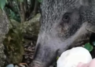 深圳一景区野猪被投喂成网红猪！游客表示，野猪不凶，挺可爱的 ！