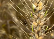 600亩小麦小麦因下雨发芽 农户哭诉损失惨重：几乎颗粒无收 ！